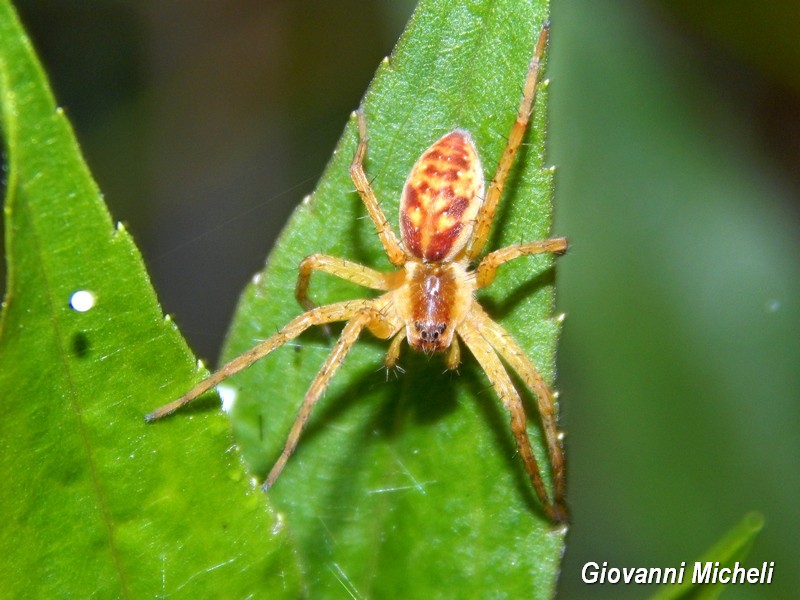 Vari Dolomedes plantarius - Parco del Ticino (MI)